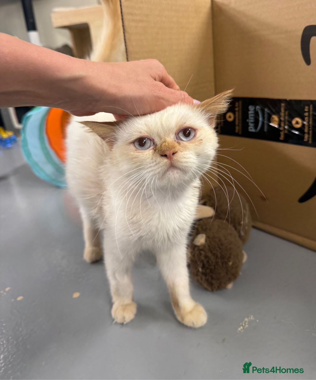 Mixed Breed cats NUNO -HEALTHY -UNUSUAL LOOKS - CUDDLY- NEUTERED  - Advert 2