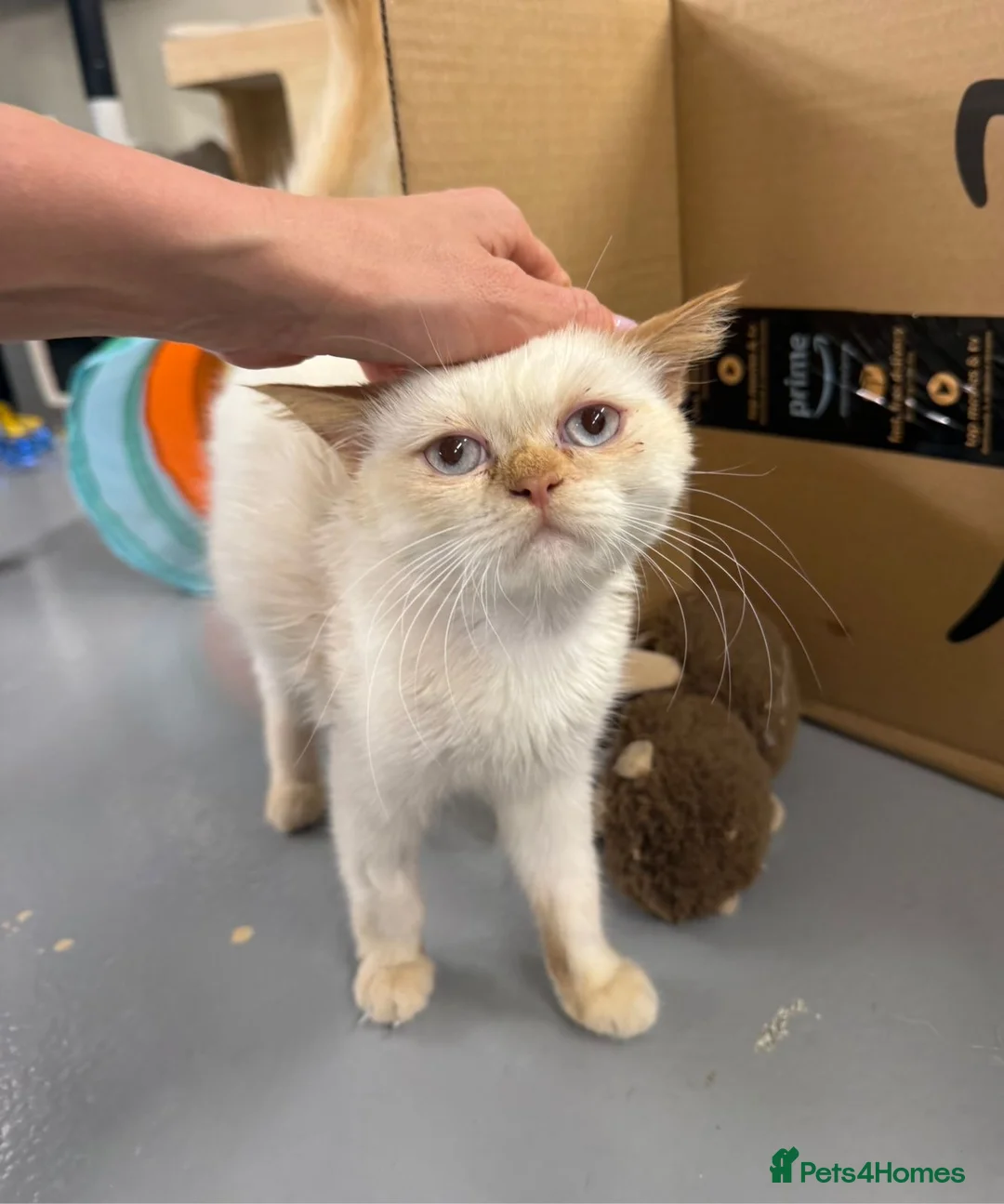 Mixed Breed cats for adoption: NUNO -HEALTHY -UNUSUAL LOOKS - CUDDLY- NEUTERED  - Advert 1