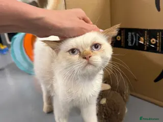 Mixed Breed cats NUNO -HEALTHY -UNUSUAL LOOKS - CUDDLY- NEUTERED - Advert 2