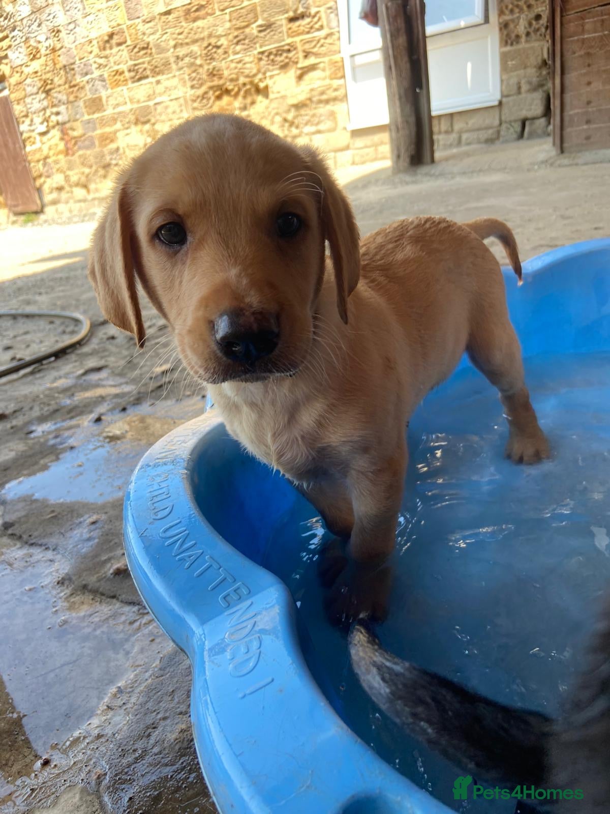 Labrador Retriever dogs MALE YELLOW WORKING LINE LAB PUP - READY TO LEAVE - Advert 2
