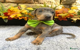 Dobermann dogs for sale: DOBERMAN PUPPIES (BOTH KC HEALTH TESTED PARENTS) - Image 32