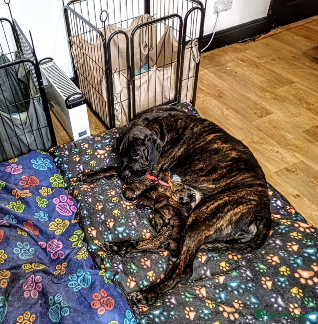 Mixed Breed dogs for sale: CANE CORSO X PRESA CANARIO PUPS £850 - Advert 5