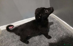 Mixed Breed dogs for sale: German Shepherd x huskita.  - Image 19