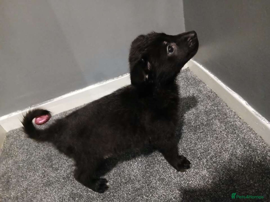 Mixed Breed dogs for sale: German Shepherd x huskita.  - Image 19