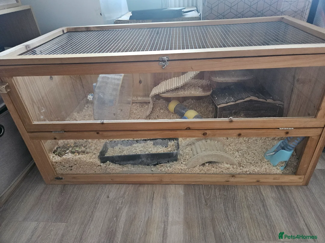 Hamster rodents for sale: Hamster and hamster cage for sale in Barnsley - Advert 1