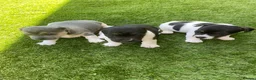 Jack Russell dogs for sale: Miniature Jack Russell puppy - Advert 5
