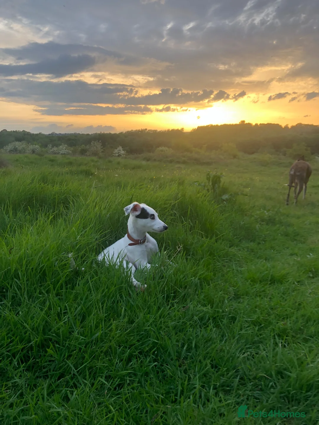 Mixed Breed dogs for sale: Saluki collie grey 14 weeks old, Girl  in Crook - Advert 10
