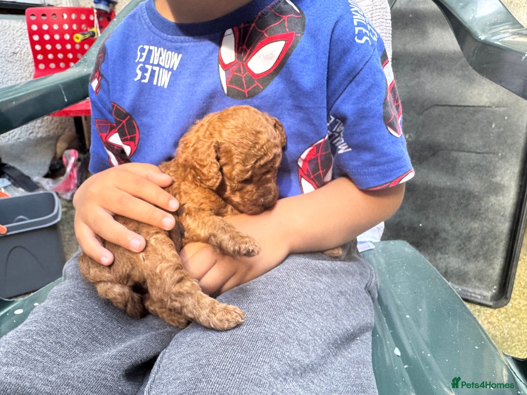 Toy Poodle dogs for sale: Deep red extra Tiny toy poodle KC registered puppy - Image 7