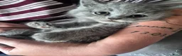 British Shorthair cats for sale: Beautiful chunky brittish short hair kittens - Advert 25