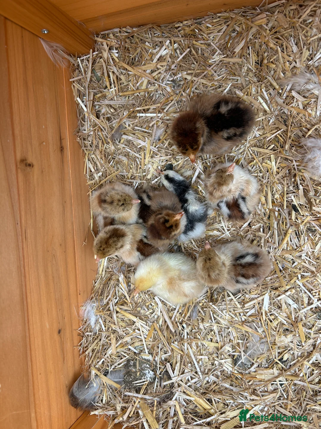 Chickens poultry for sale: Pekin bantam chicks, eggs and pullets - Advert 1