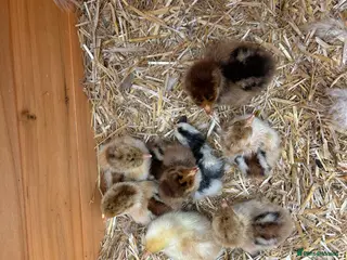 Chickens poultry Pekin bantam chicks, eggs and pullets - Advert 1