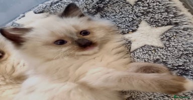 Ragdoll cats - Advert 2