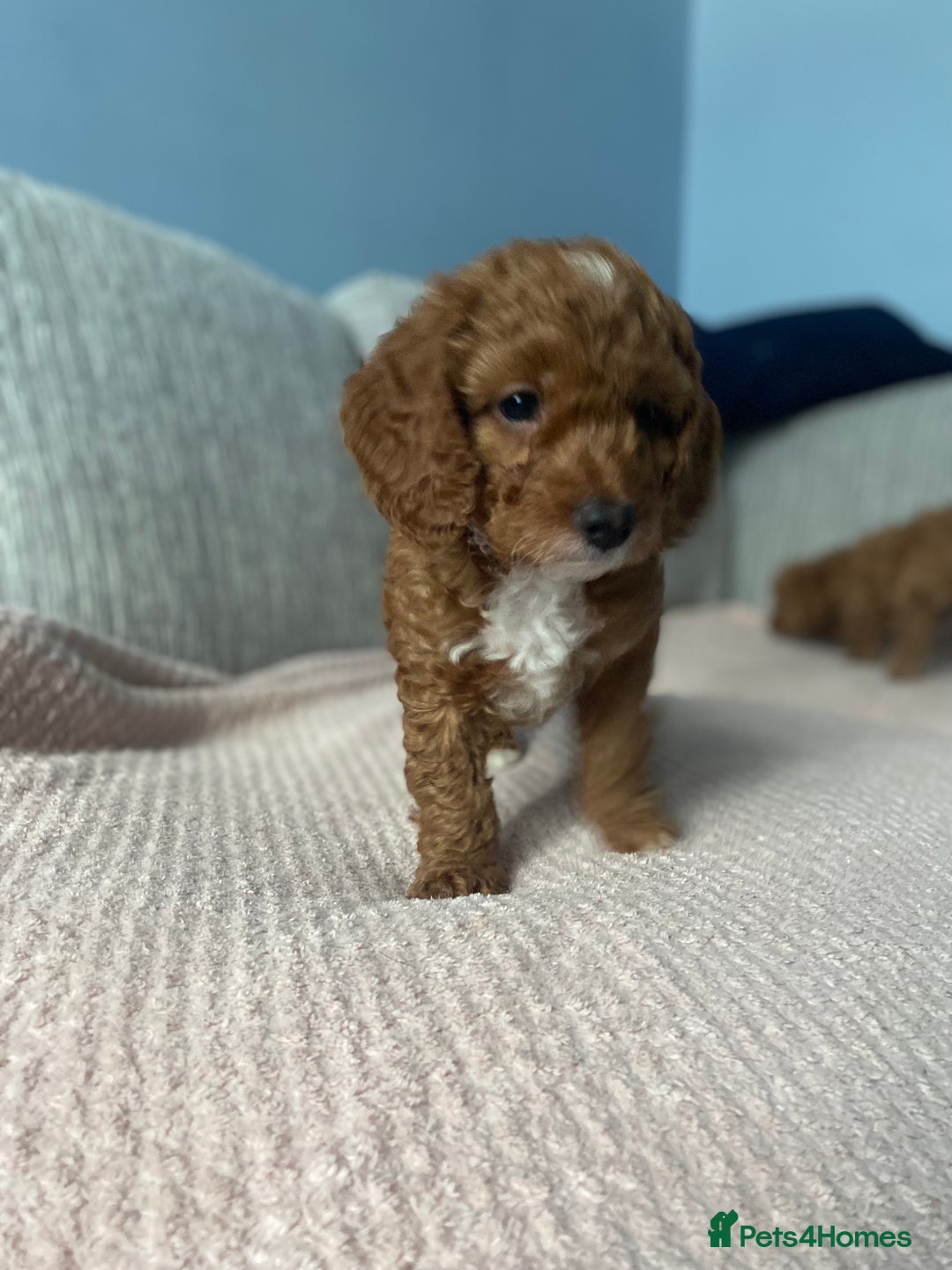 Cockapoo dogs for sale: ADD UPTO DATEREAD IN FULL  - Advert 21