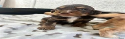 Cocker Spaniel dogs for sale: Stunning litter 7 show type puppies for sale in Aylesford - Advert 6