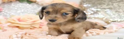 Miniature Dachshund dogs for sale: KC Longhair Miniature Dachshund Puppies - Advert 9