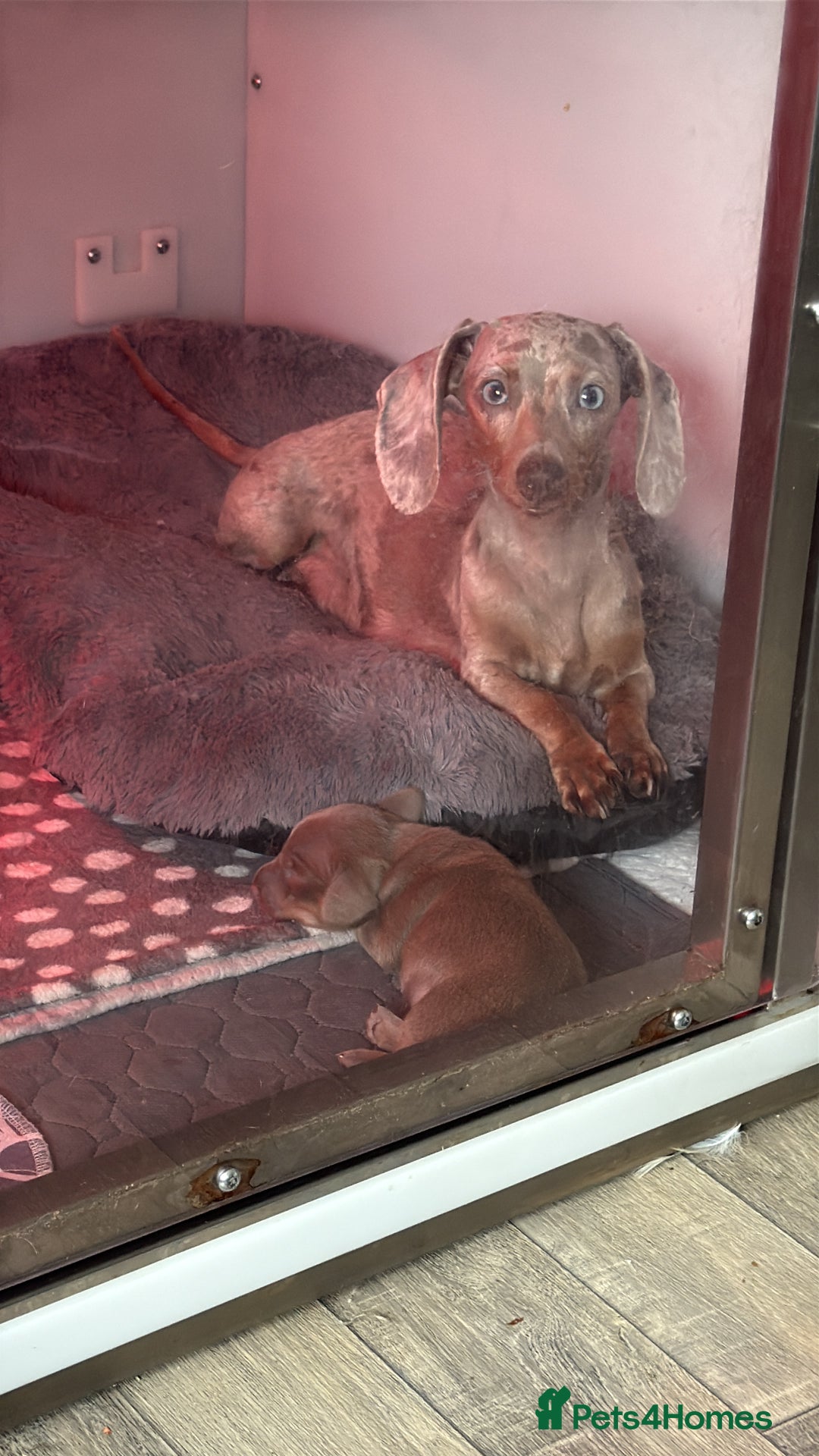 Miniature Dachshund dogs for sale: Male miniature dachshund  - Image 10