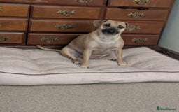 Mixed Breed dogs for sale: Owner passed away  - Image 5