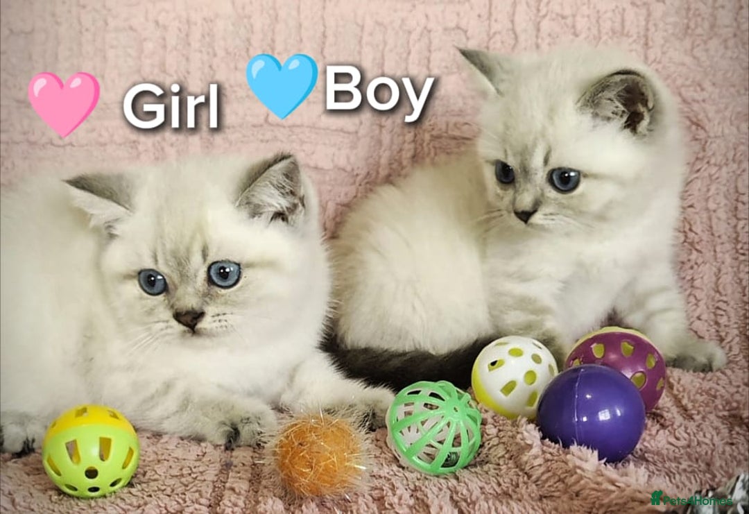 British Shorthair cats for sale: ❤️💙Last 2 Kittens ● TICA Reg ● BSH ●Colorpoints ✨ - Image 8