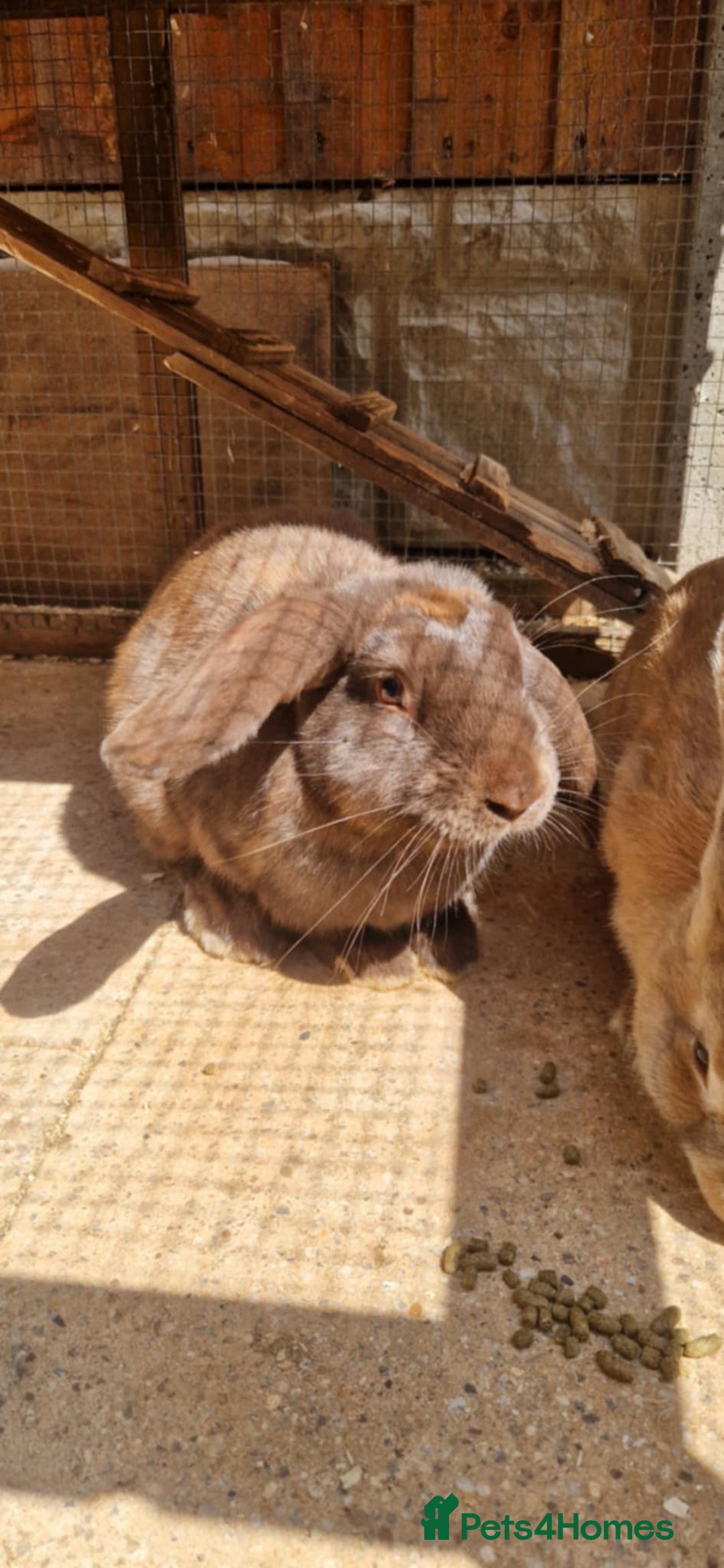 English Lop rabbits for sale: Bluey and Bingo - Image 2