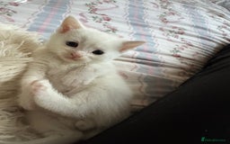 Ragcoon cats for sale: Kittens for sale  - Image 3