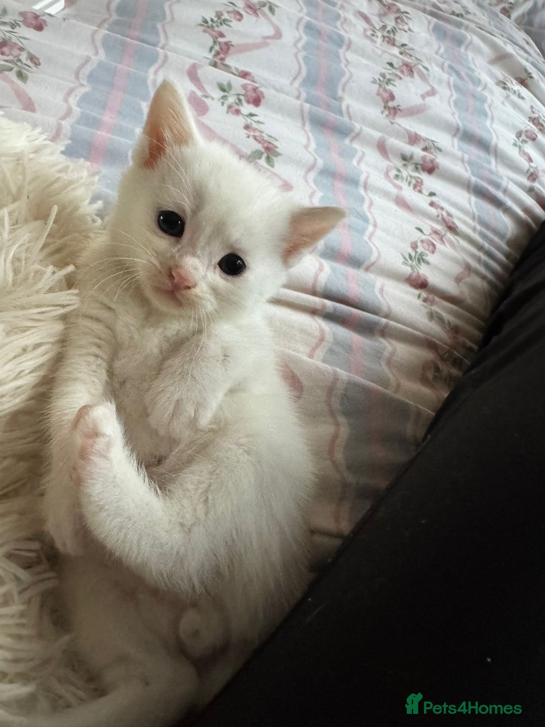 Ragcoon cats for sale: Kittens for sale  - Image 3