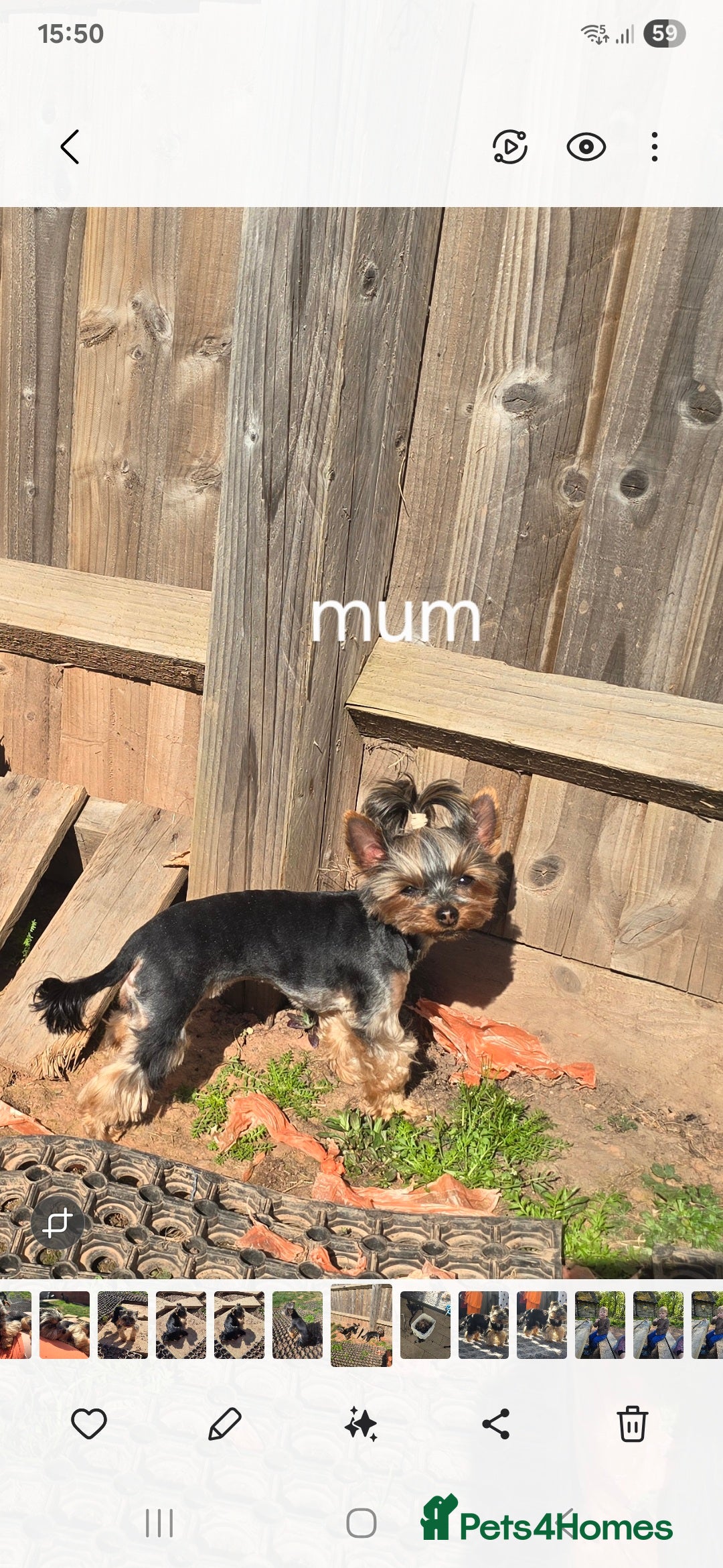 Yorkshire Terrier dogs for sale: Tiny gorgeous baby boys - Image 29