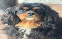 Cavalier King Charles Spaniel dogs for sale: Stunning cavalier King Charles  - Image 4