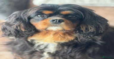 Cavalier King Charles Spaniel dogs - Advert 9