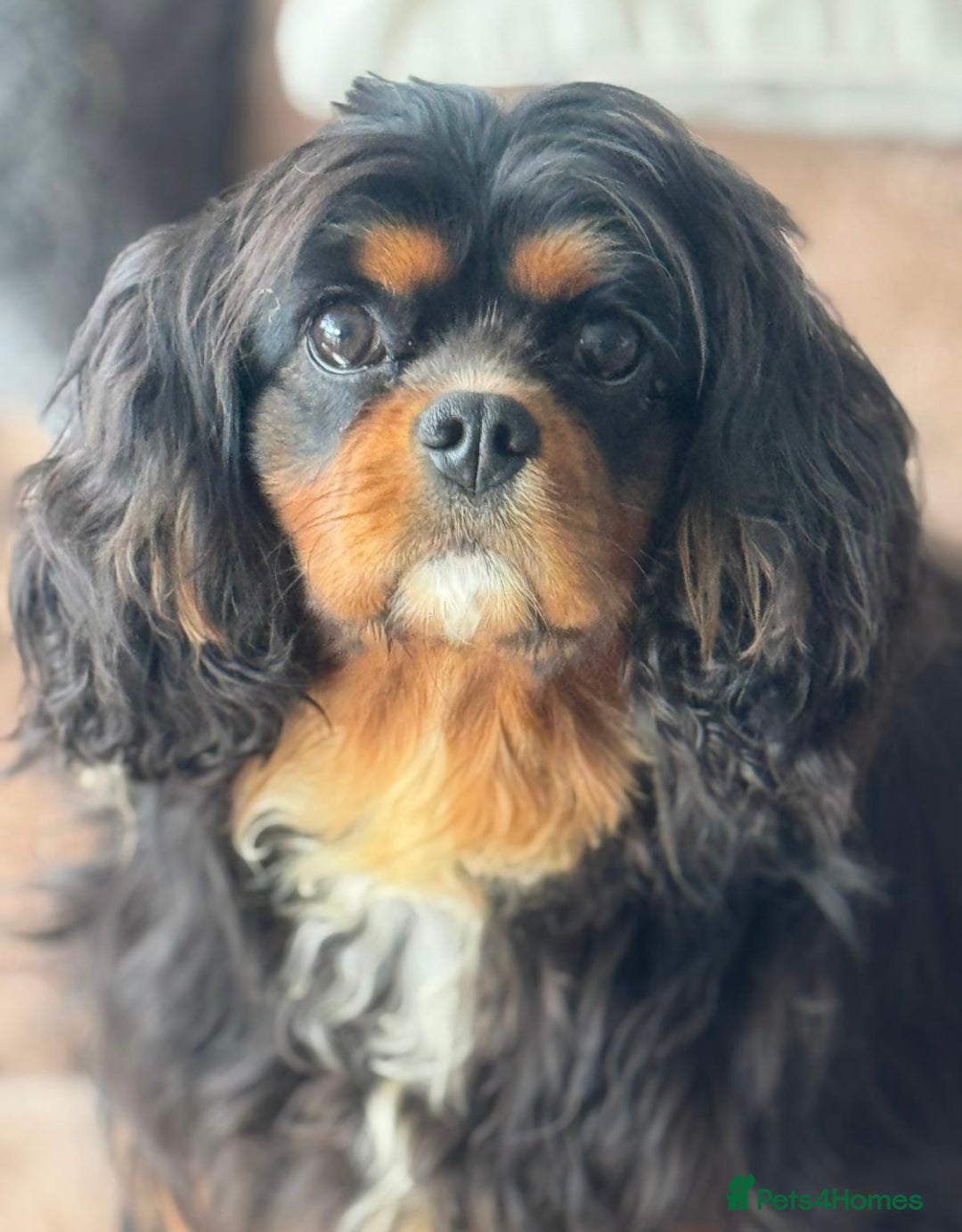 Cavalier King Charles Spaniel dogs for sale: Stunning cavalier King Charles  - Image 4
