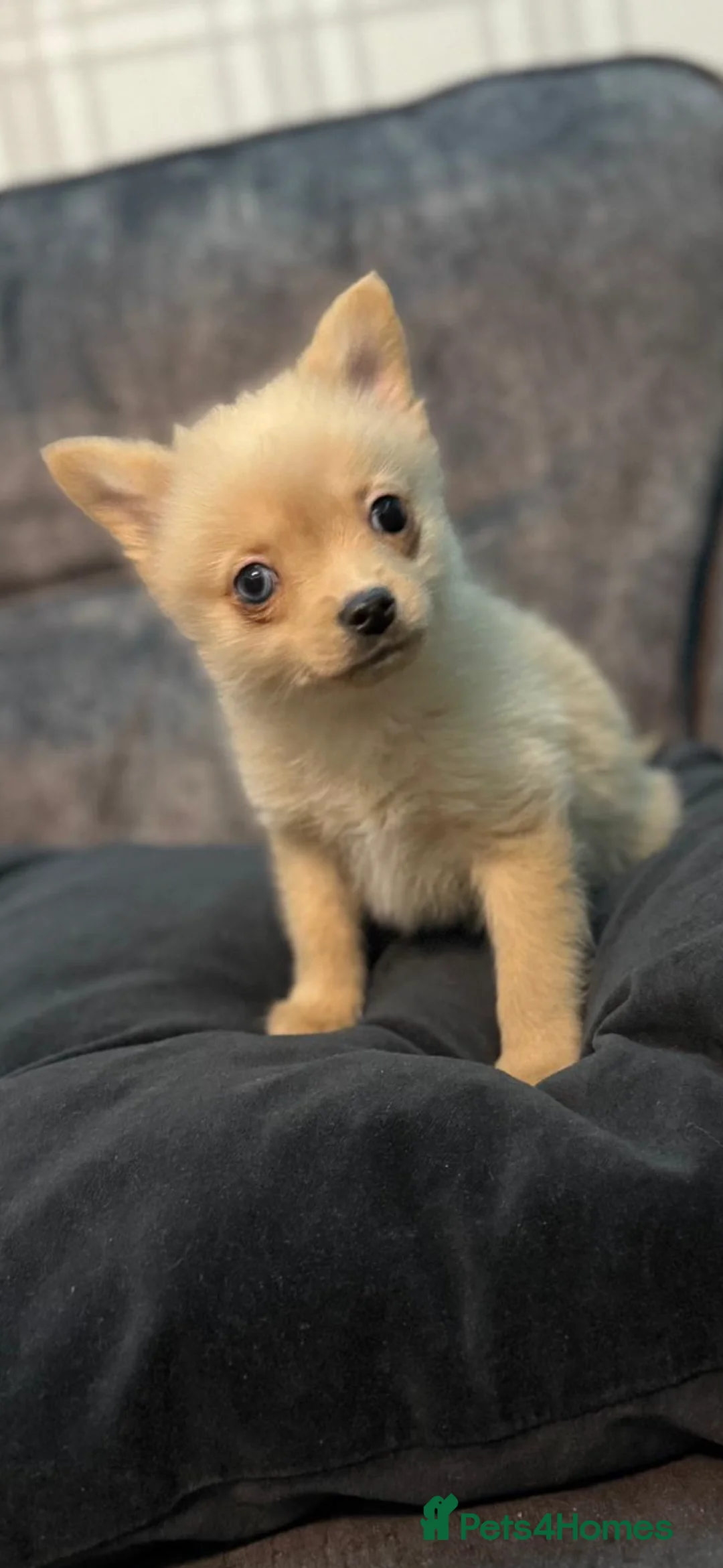 Mixed Breed dogs for sale: miniature Yorkshire terrier cross pure Pomeranian. - Advert 4