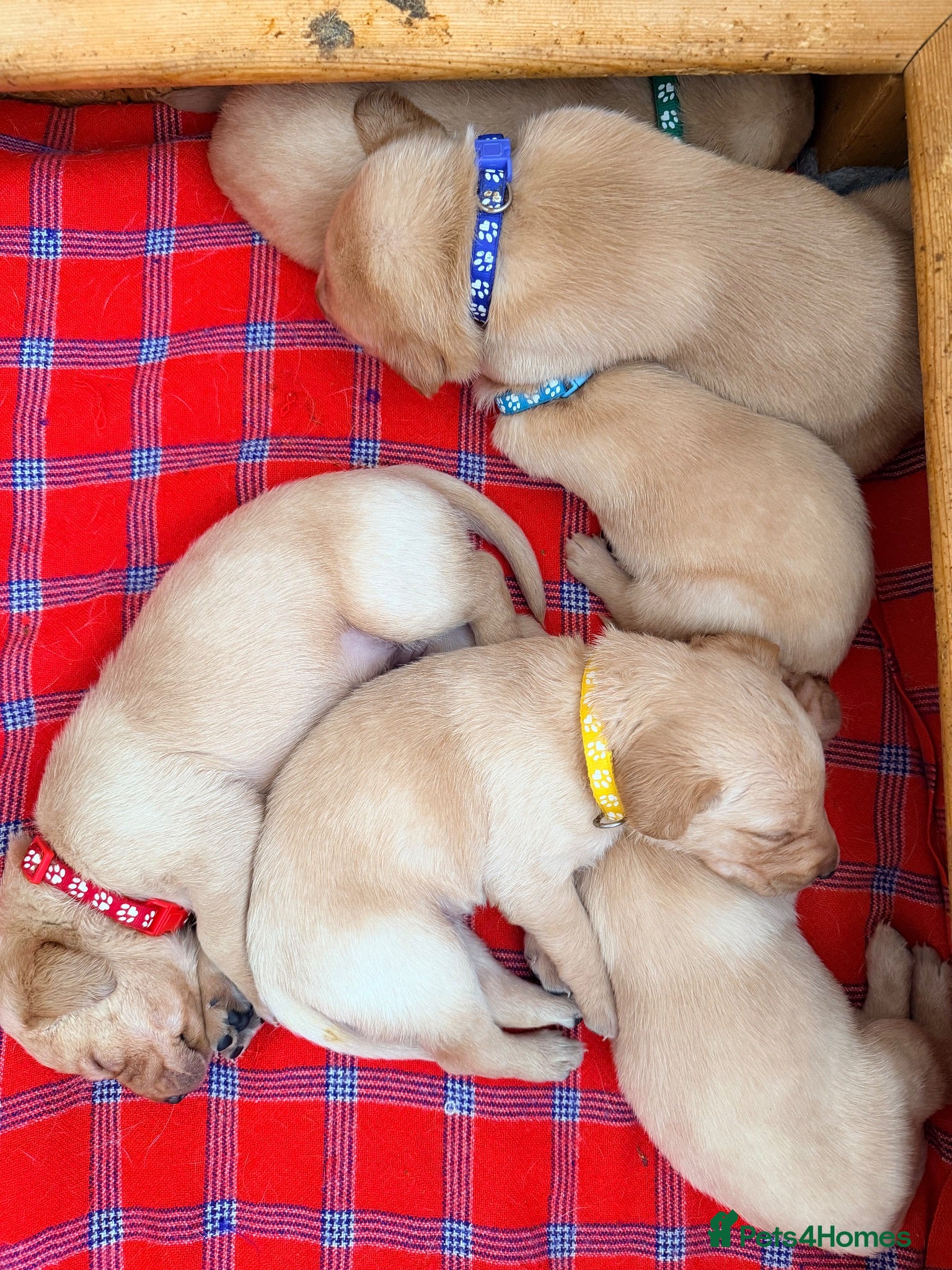 Labrador Retriever dogs Working fox Red/yellow Labradors - Advert 1