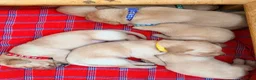 Labrador Retriever dogs for sale: Working fox Red/yellow Labradors - Advert 5