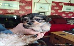 Dachshund dogs for sale: Jackshound puppies  - Image 7