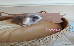 Mini Lop rabbits for sale: Fantastic mini lop babies forsale  - Image 8