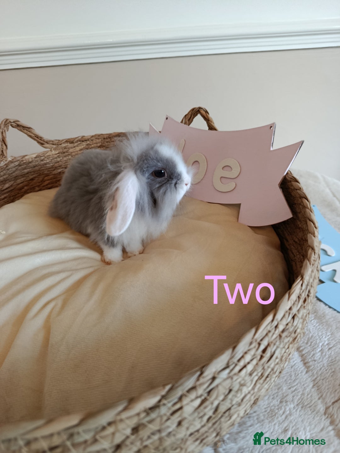 Mini Lop rabbits for sale: Fantastic mini lop babies forsale  - Image 8