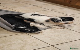 Mixed Breed dogs for sale: Mixed breed puppy. - Image 5