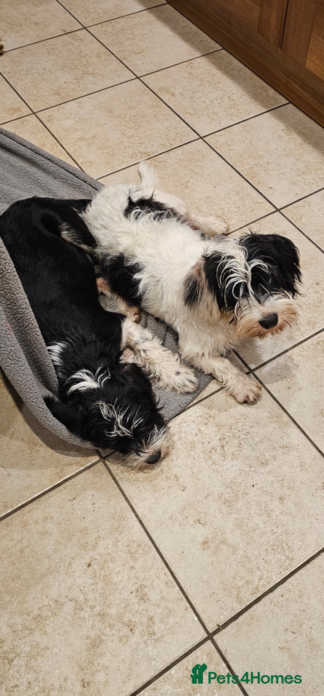 Mixed Breed dogs for sale: Mixed breed puppy. - Image 5