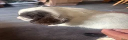 English Springer Spaniel dogs for sale: Miggers pup  - Advert 4