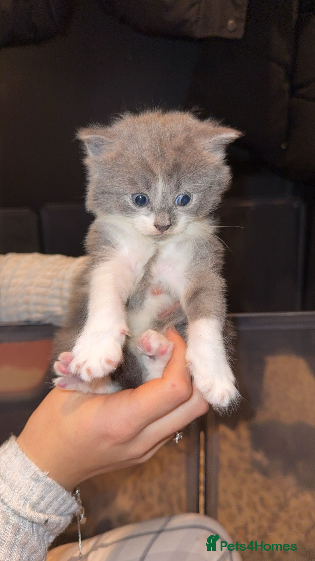 Maine Coon cats for sale: 3 Maine coon cross kittens  - Advert 4