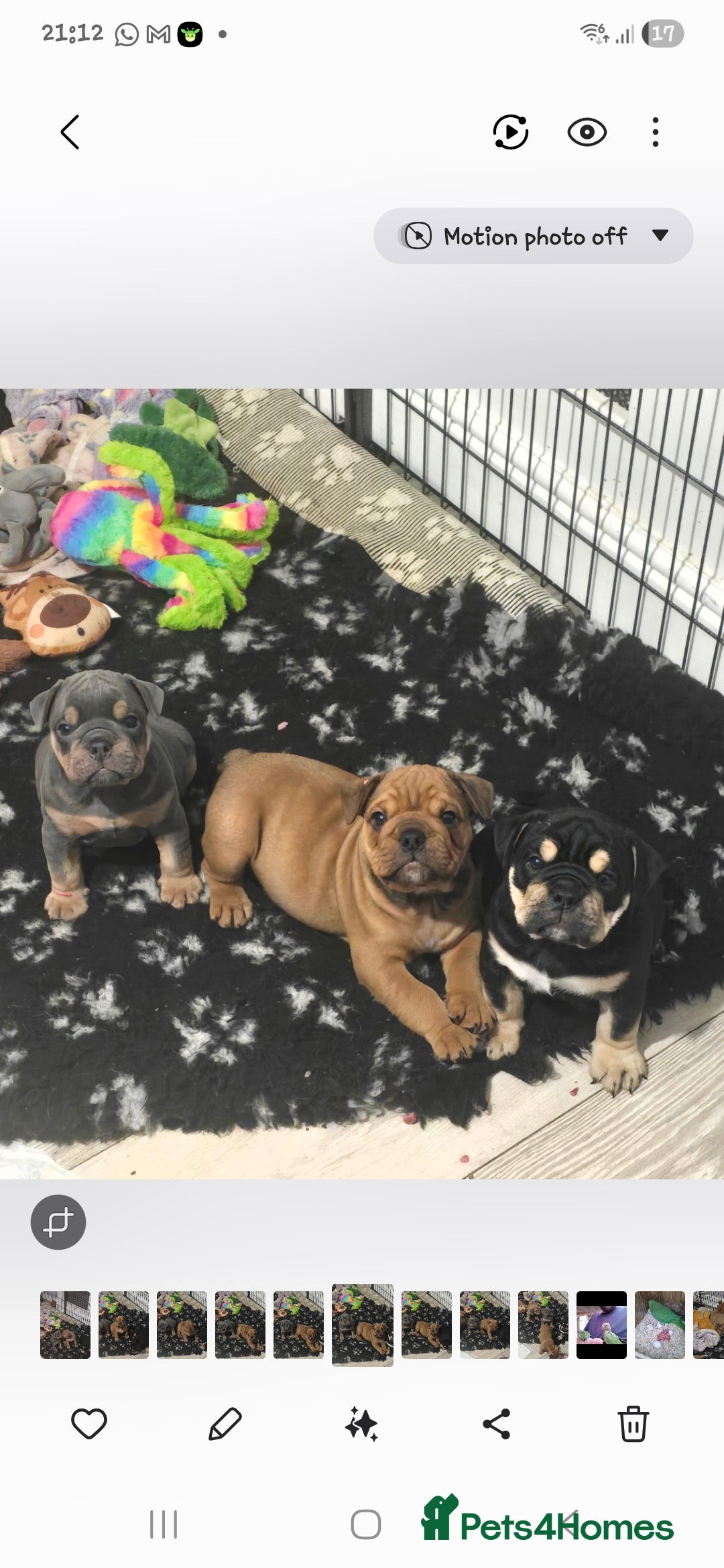 Mixed Breed dogs for sale: New england bulldogs  - Advert 2