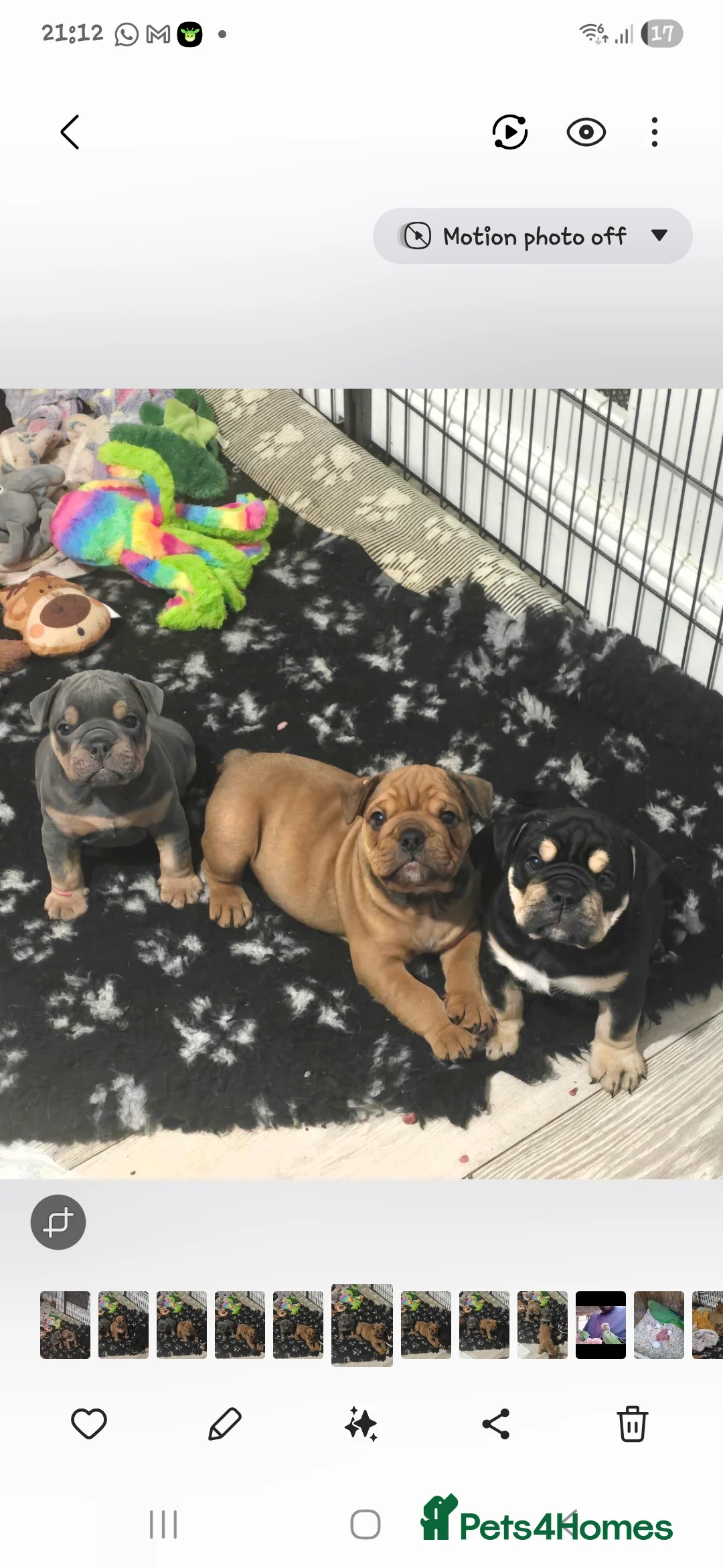 Mixed Breed dogs for sale: New england bulldogs  - Advert 2