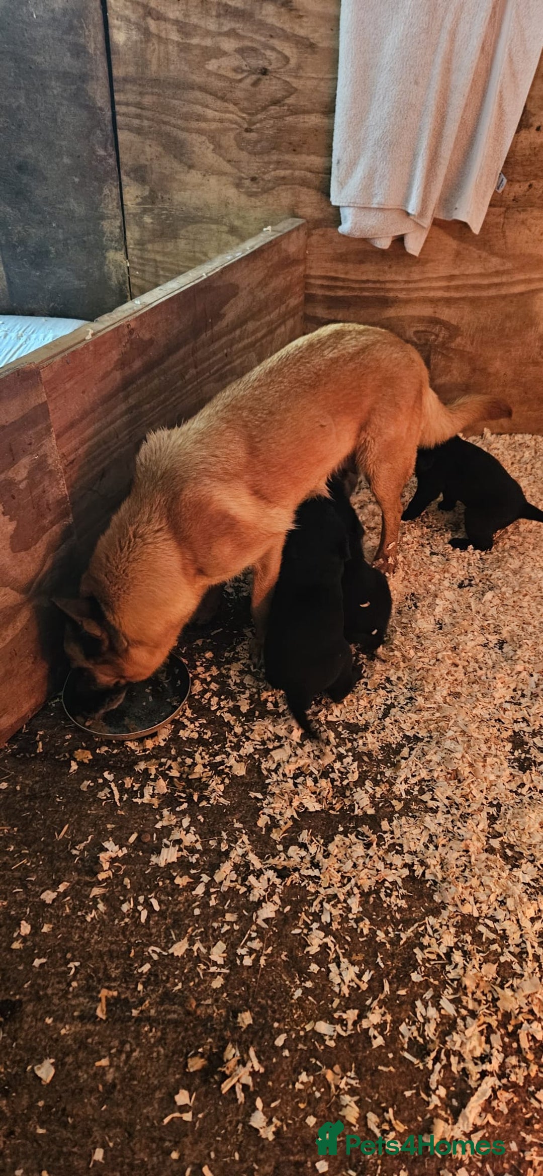 Mixed Breed dogs for sale: Labrador x Belgium Shepherd pups for sale - Image 7