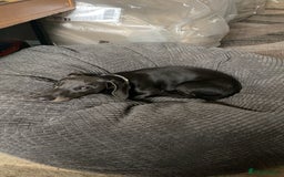 Dachshund dogs for stud: Blue miniature dachshund for stud. - Image 5