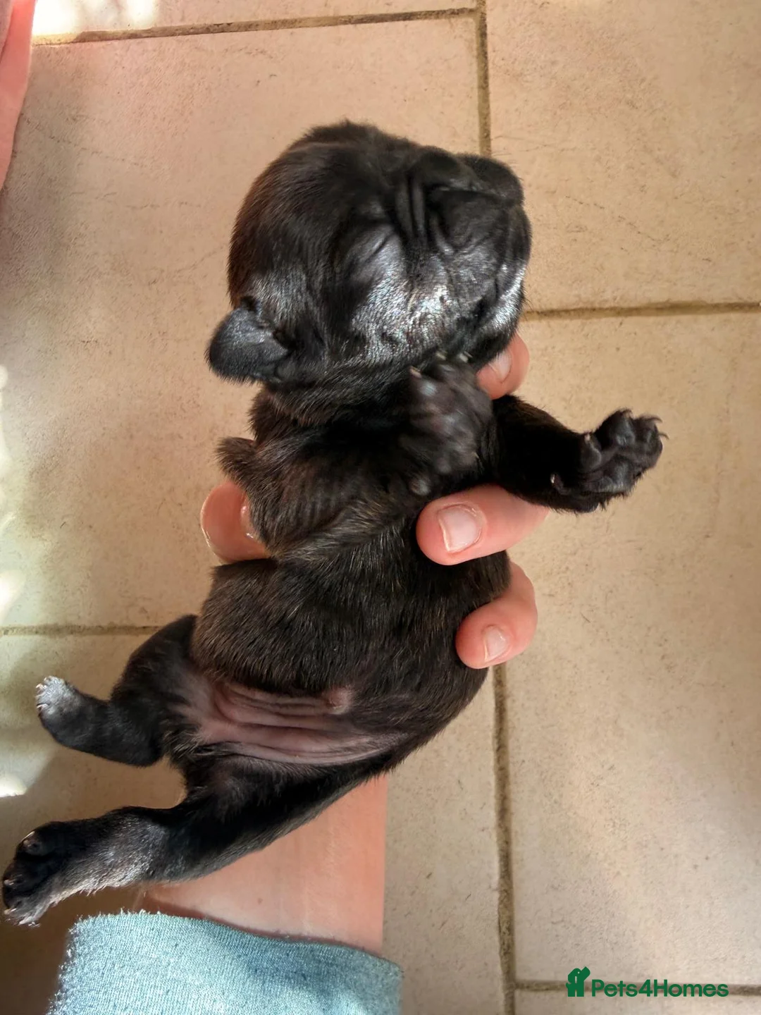 French Bulldog dogs for sale: Beautiful Brindle Frenchie Puppies in London - Advert 2