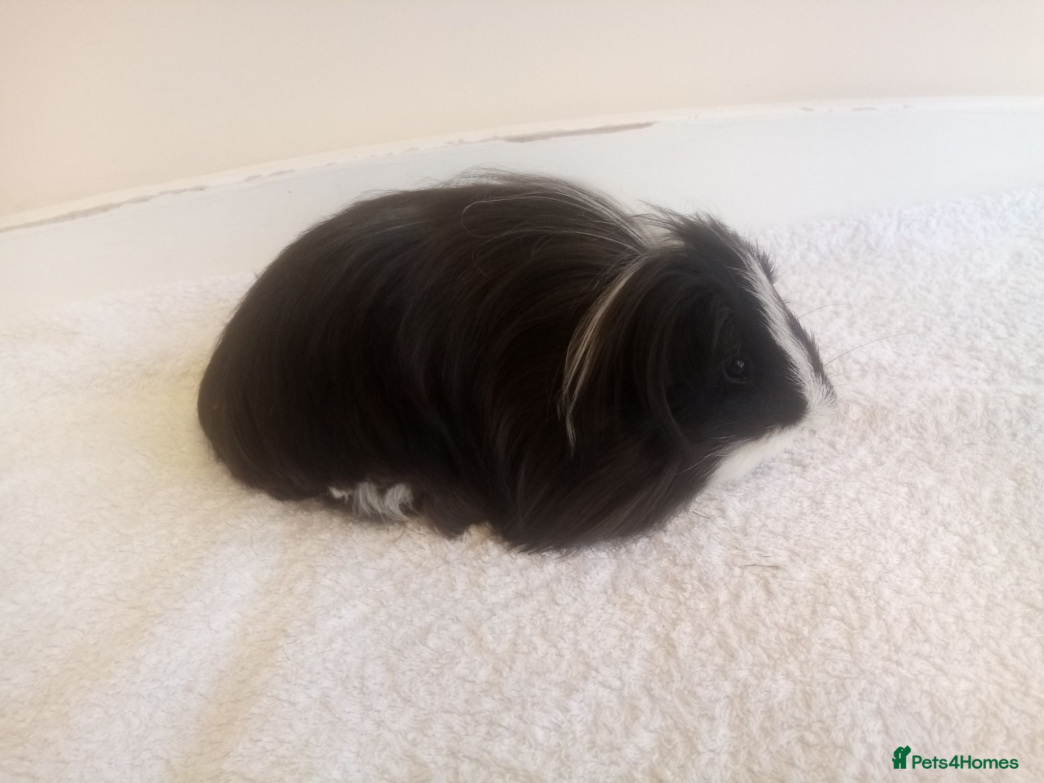 Guinea Pig rodents Sheltie Guinea Pig Boars 4 mths old - Advert 1