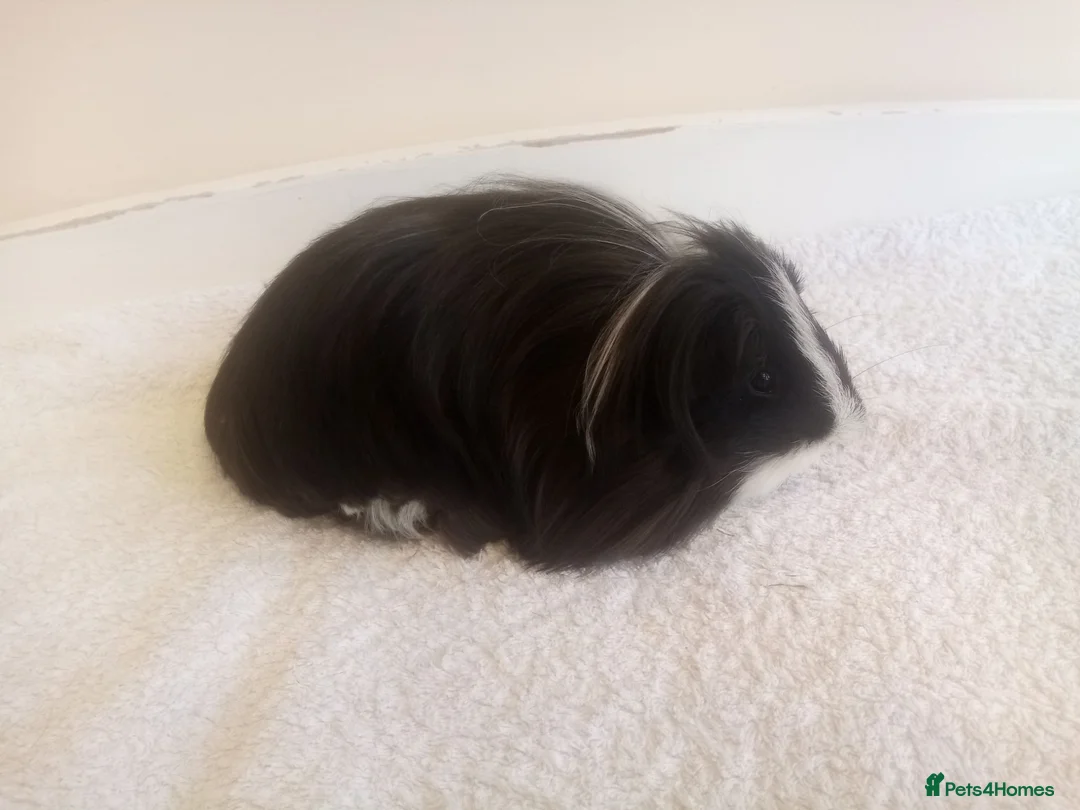 Guinea Pig rodents for sale: Sheltie Guinea Pig Boars 4 mths old - Advert 1