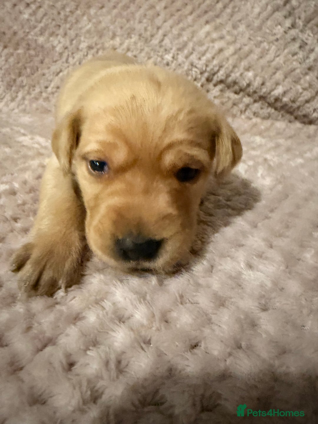 Labrador Retriever dogs for sale: Labrador Puppies for sale - Advert 10