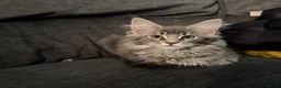 Maine Coon cats for sale: Ready to go on 13/8 XL Maine coons  - Advert 2
