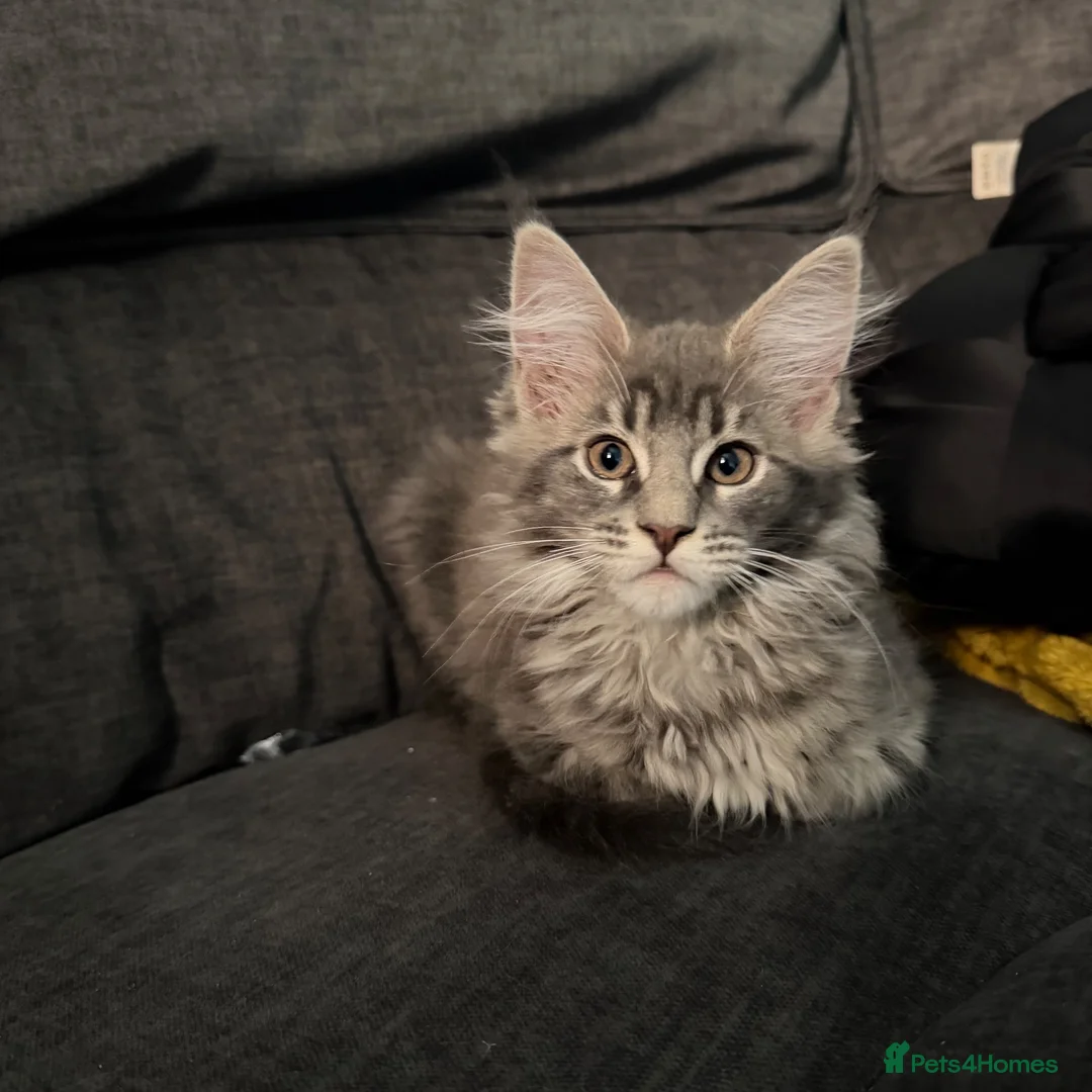 Maine Coon cats for sale: Ready to go on 13/8 XL Maine coons  - Advert 2