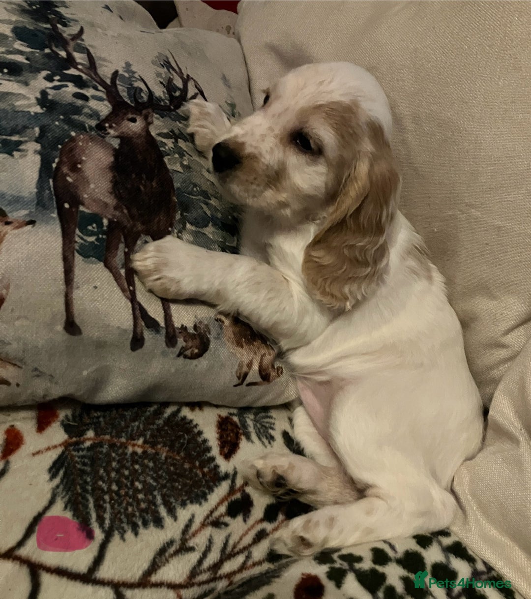 Cocker Spaniel dogs for sale: Cocker spaniel puppies (show type) - Advert 11